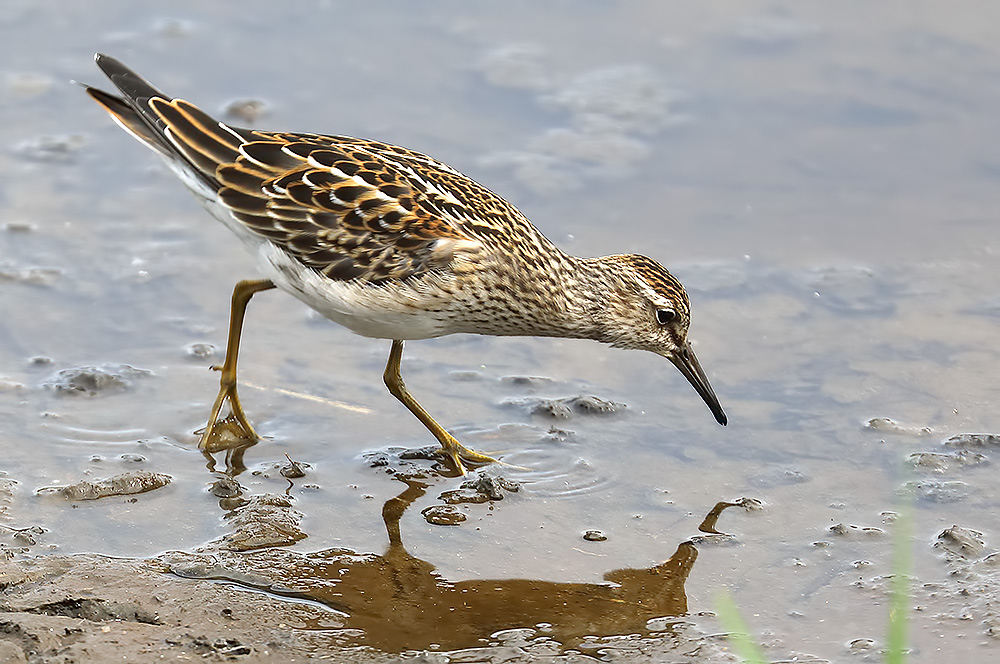 pectoral sandpiper